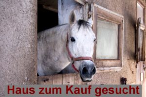 Haus mit Stall in Schleswig-Holstein zum Kauf gesucht